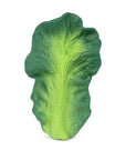 Kendall the Kale