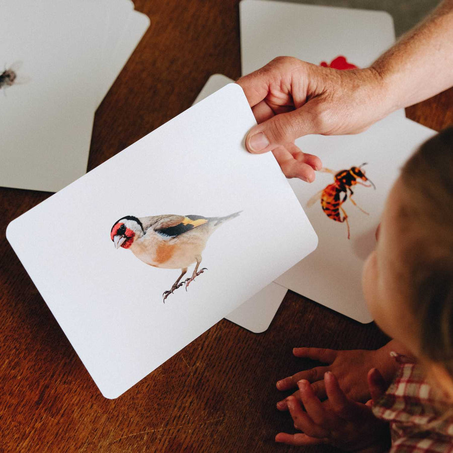 Mondy des Petits Curieux