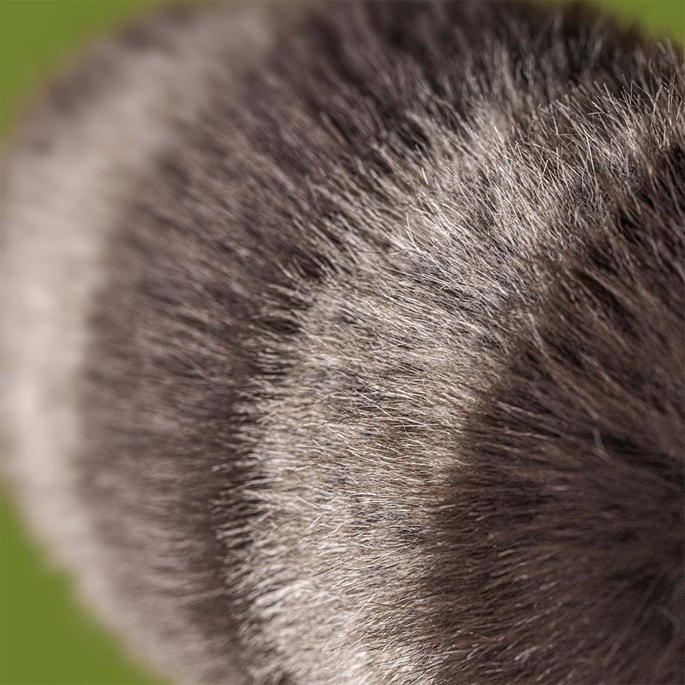 Peluche Trixiwoo Raccoon Jellycat, gros plan sur le pelage gris